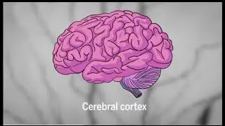 SCOPERTO  MECCANISMO METASTASI CERVELLO