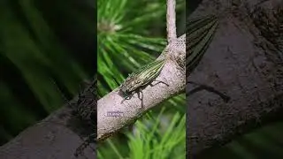 Top 3 Most Amazing Beetles in the World!#Beetle#InsectLovers#BugLife#BeetleWorld#BeetleFacts#Nature