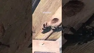 Xylocopa latipes, lebah tukang kayu tangan lebar.