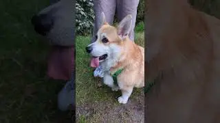 утки посмели спать #dog #dogs #dogshorts #dogvideos #dog #duck #animal #animalshorts #собака #корги