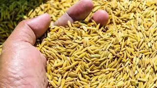Steps in the seed preparation of paddy/rice  دھان/چاول کے بیج کی تیاری کے مراحل