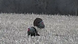 Duck, Duck, Turkey! Another Successful Wisconsin Youth Turkey Hunt!!