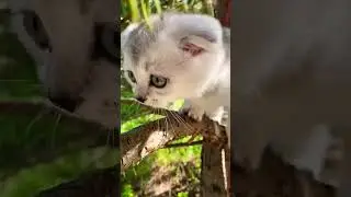 Feline distress: Cat begs for help in an emotional way