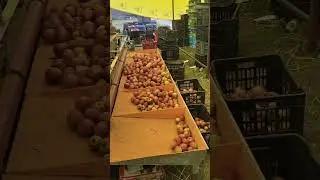 Apple grading line and packing