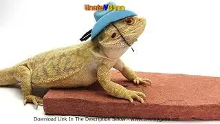 Download Bearded Dragon Secret Manual - Book Review - BigPro Stores