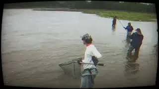 Gulkana King Salmon
