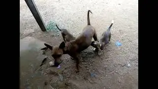 mother dog scolding her puppies.🐈🐕❤️