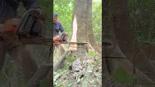 Master the Chainsaw: Precise Tree Felling and Log Processing