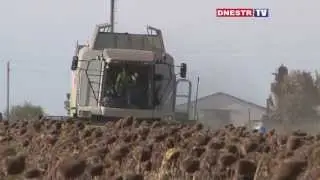 Инцидент на полях: выращивают одни, а убирают другие