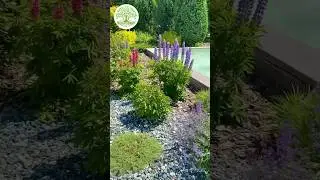 ЦВЕТ ЛЮПИНОВ. Озеленили санаторий Волжский Утес. #garden #ландшафтныйдизайн