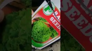 Lettuce Sowing Process | Hydroponics | Lollo Bionda