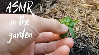 Unintentional ASMR in the garden | No talking | Bird sounds | Life with Nick and Hayley