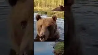 Watch this BROWN BEAR SWIM up to MEET the PHOTOGRAPHER!! #brownbear #bears #cute #nature #wildlife