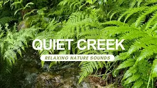 Tranquil Forest Creek Sounds for Relaxation