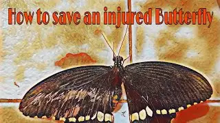 How to save injured butterfly