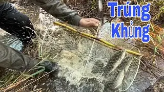 THĂM LỜ TRÚNG KHỦNG! LƯƠN TO – CÁ LÓC TO, VÁC KHÔNG NỔI