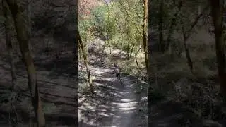 My 13 yo kicked my butt on the uphill! #timpbiketeam #rushtrail #cornercanyon #fyp #viral #xyzbca