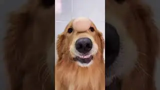 Talented Dog 😱 #shorts #youtubeshorts #shortsfeed #viral #pets #dog #talent