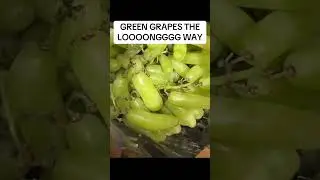 POV: GREEN GRAPES THE LONNGGG WAY #relatablememes #fyp