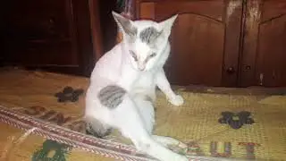 PENYEBAB KUCING SUSAH TIDUR