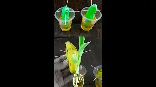 New gardening method | How to grow Banana tree plant