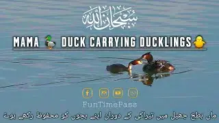 Mama 🥰 Duck 🦆Carrying Ducklings 🐥 💕 with Swimming 🏊&zwj;♀️ in the Lake | بطخ کے بچے