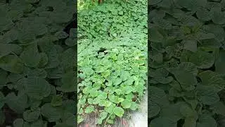 amazing wild climbing plants at my river #nature #plants #wildplant #countrysidebeauty #relaxation
