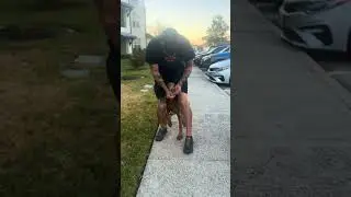 Doberman puppy 4 months old. Showing his obedience skills in a short 3 weeks.