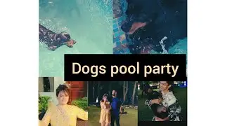 Dogs 🐕 pool party/Dogs r natural swimmers/#dogs /Corbett fun RESORT 😀#jimcorbett  🐆🐅PART_ 2🧿❤️l