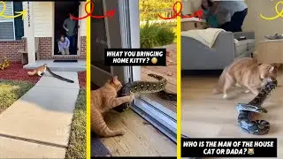 Funny Things Cats Bring Home Compilation (Snakes Included!)