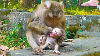 How Lovely baby monkey Lily yawning open big mouth during mama Libby grooming her
