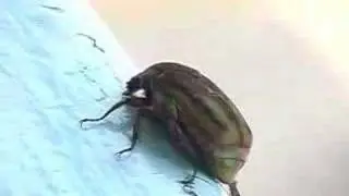 a beetle bay-baaay