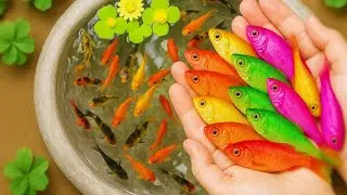 It's Wonderful Catching Catfish, Arowana, Koi Platinum, Guppy, GloFish, Turtle | Fishing Videos