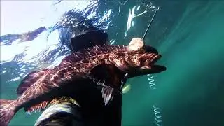 Snorkeling at Tatoosh Island and Neah Bay!