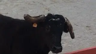 Encierro manade Labourayre ar&egrave;ne de Vallabr&egrave;gues - 07/03/2020