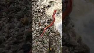 Redworm #wildlife