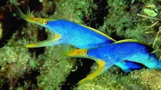 Facts: The Ribbon Eel