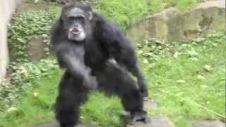 Schimpanse Aggression