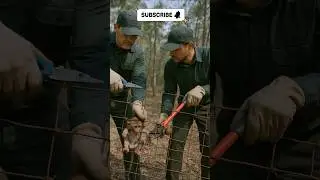Baby Monkey Stuck in Fence Gets Heartwarming Rescue by Forest Officers!