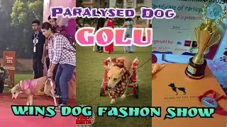 Protecting Dogs: Winter Pet Carnival | Street Dogs Get Mange Treatment