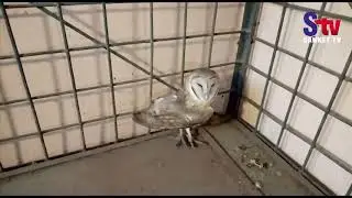 Rare owl rescued in Balasore forest | Sanket Tv