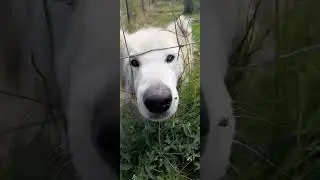 A wolf poked his big snoot through the fence - so cute