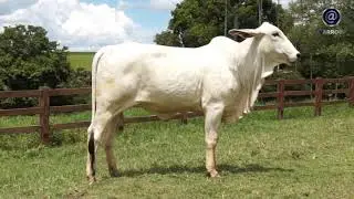 LOTE 10 WFGP 44