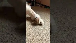 ￼ roly-poly #funny #lol #teddy #dog ￼
