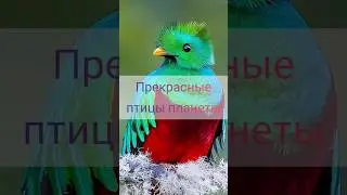 Самые прекрасные птицы планеты