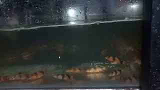 Botia n hengeli #aquarium #fish #koi #aquascape #aquariumfish#trading#nothingimposibleinthisworld