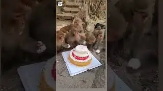 monkey birthday party 🐒🐵 comedy birthday 🎂🎉#youtubeshorts #viral#monkey #@shorts@#