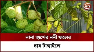 টাঙ্গাইলে বাণিজ্যিকভাবে চাষ হচ্ছে মহৌষধি 'ননী ফল' | Noni Fruit Tangail | Channel 24