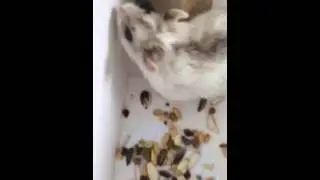 #1.  Hamstertime