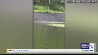 Alligator in Clearfield County